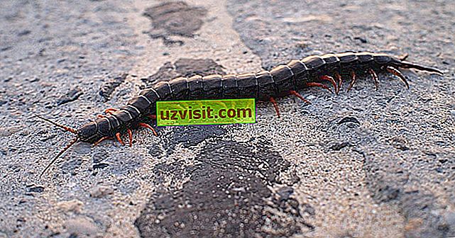 skorpioni - tiede