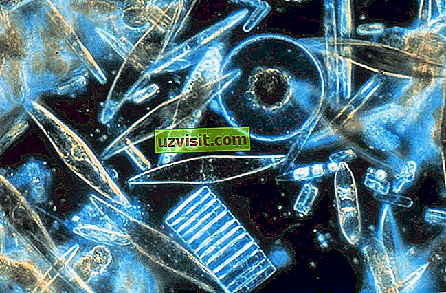 plankton - tiede