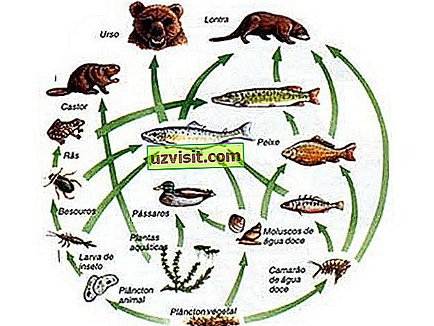Чем отличается пищевая сеть от пищевой сети. Пищевая сеть экосистемы степи. Пищевая цепочка. Пищевая сеть рисунок. Пищевая сеть и направление потоков.