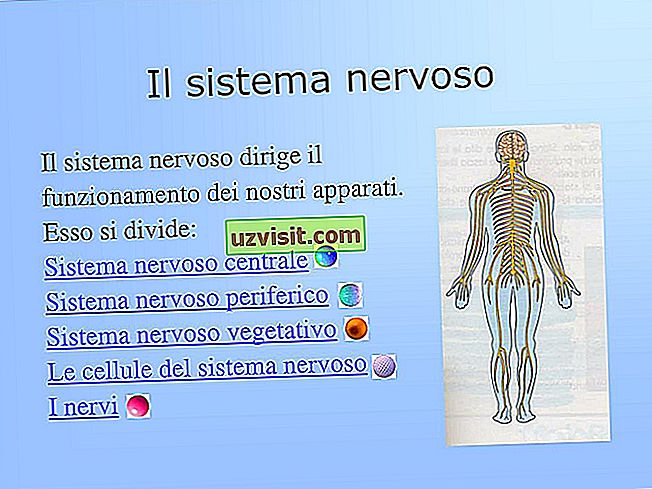 Nervų sistema - medicina