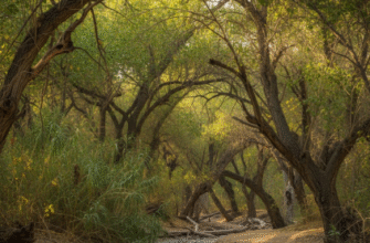 Baday Tugay Nature Reserve Tugai Forest Protection