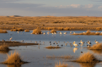 Sudochye Lake Khorezm Desert Wetland Bird Sanctuary